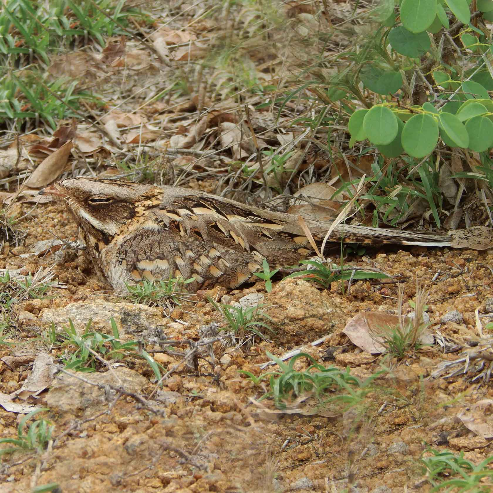 Indian Nightjar